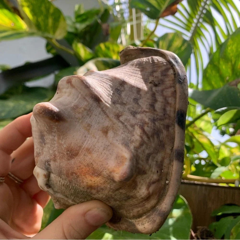 Sea shells from Puerto Rico Caribbean found on the beach
